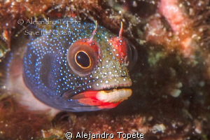 Blenny face,Acapulco Mexico by Alejandro Topete 